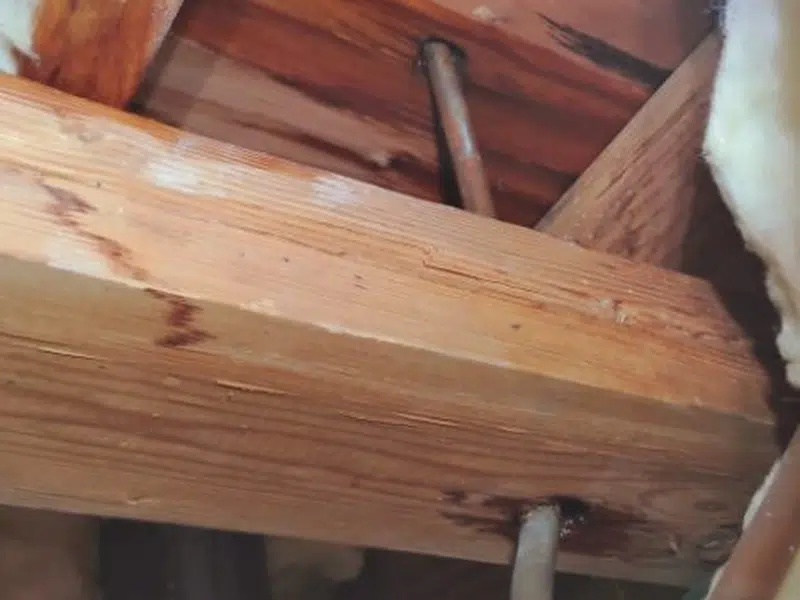 Opened floor and framing showing leak-damaged subfloor for slab leak detection repair in Stanton